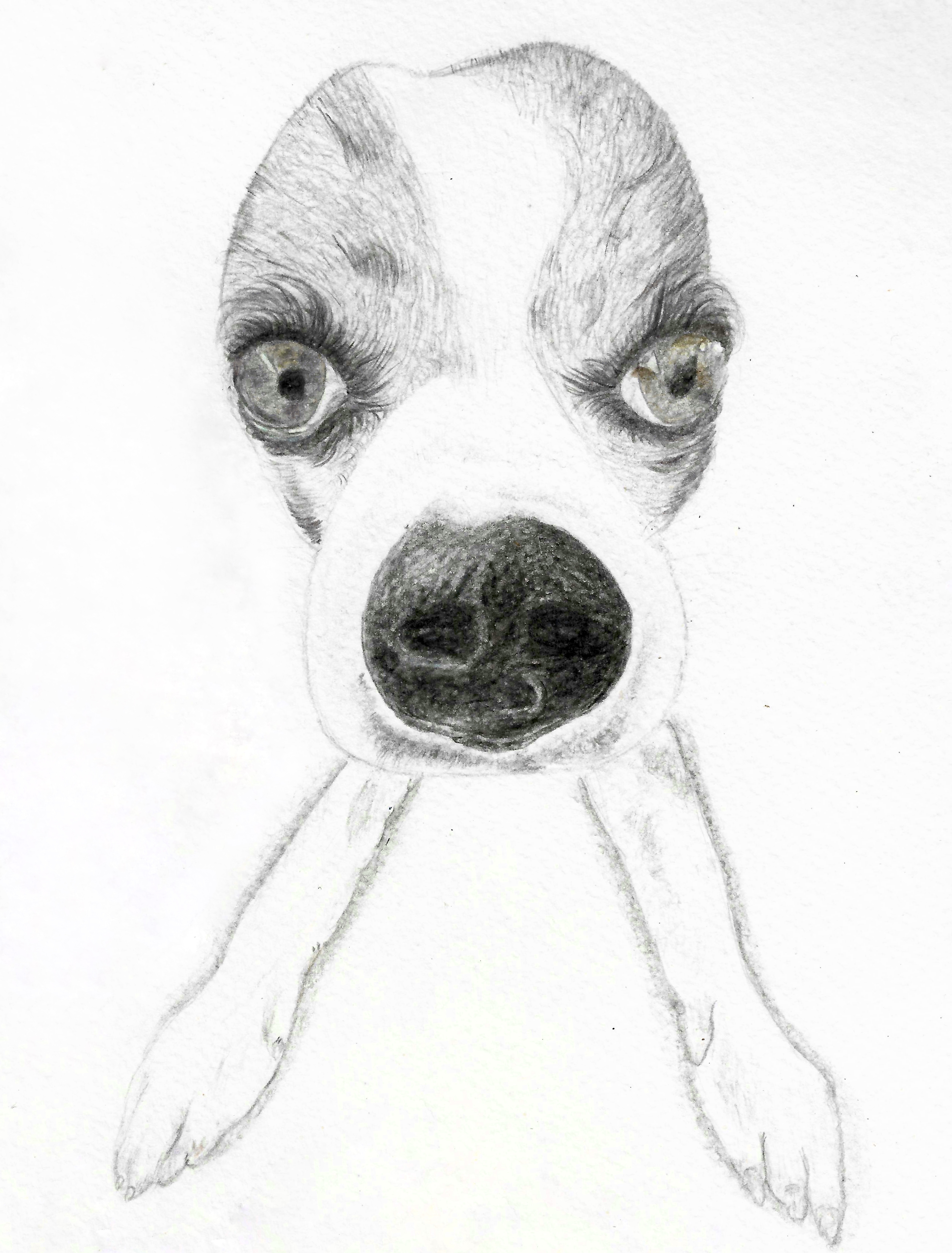 colour pencil drawing of a chihuahua dog named Apollo